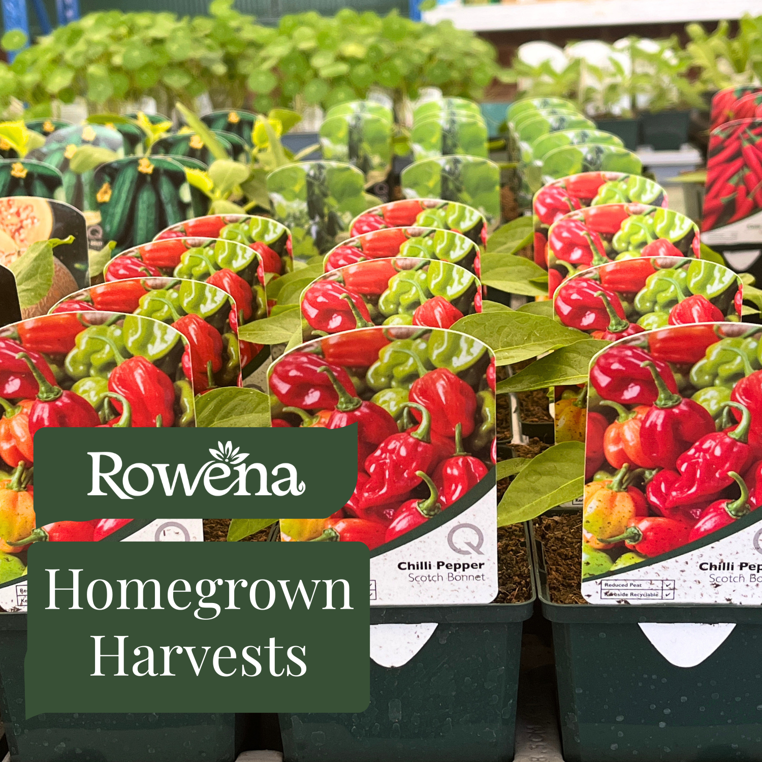 Homegrown Harvests