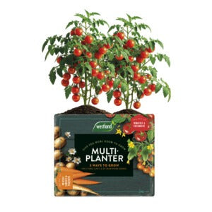 Westland Multi-Planter with tomatoes