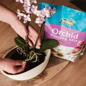 Orchid Potting Mix in use
