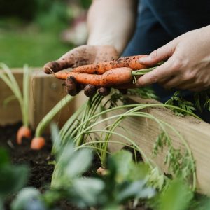 Holding carrots grown in Raised Bed Vegetable Soil