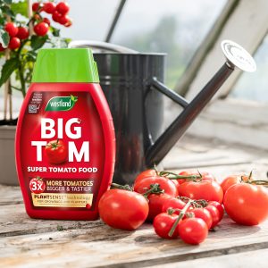 Big Tom Tomato Food in greenhouse with tomatoes