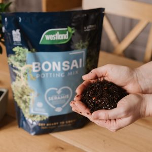 Westland Bonsai Potting Mix with compost in hand