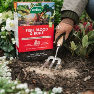 Fish Blood and Bone being forked into soil