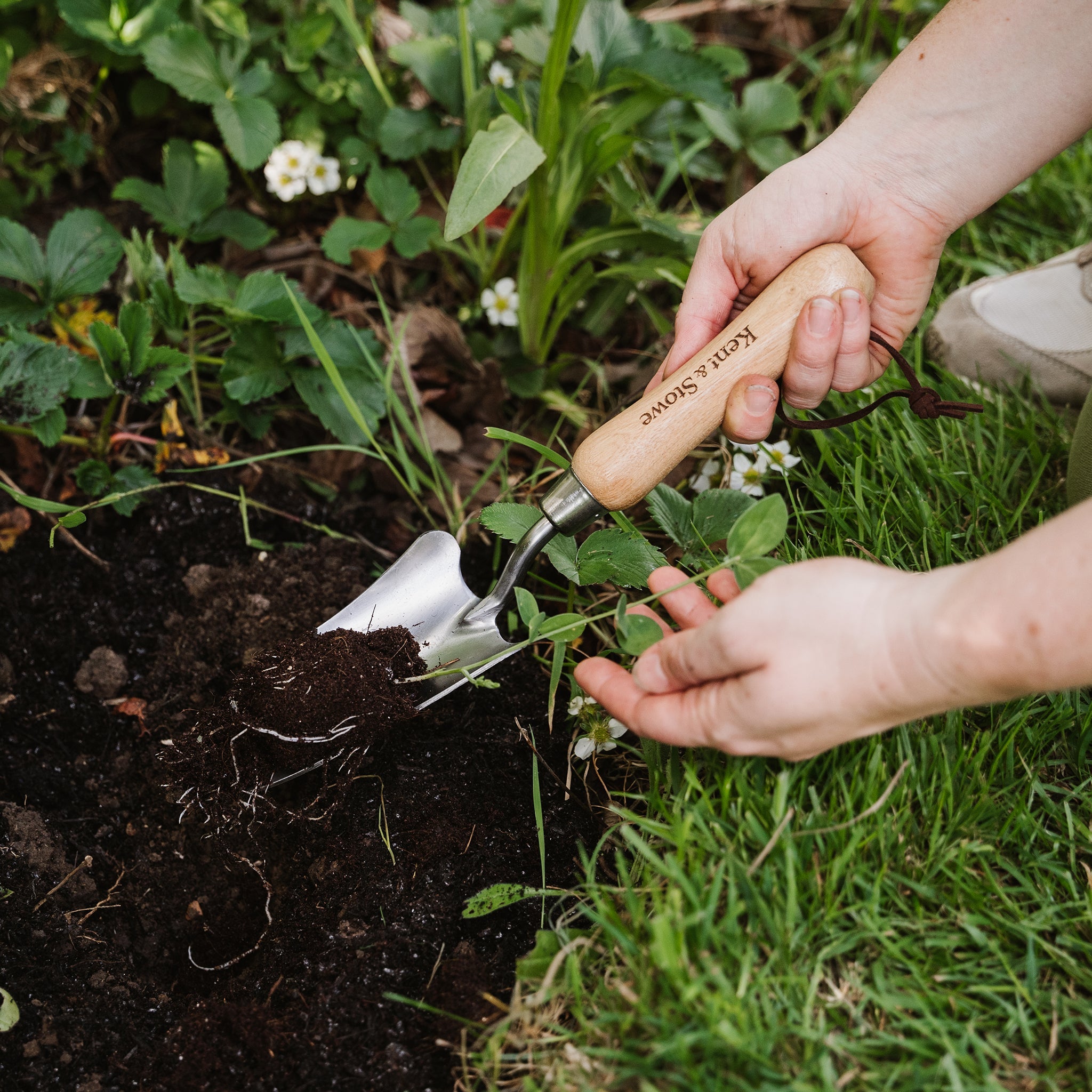 Kent & Stowe Stainless Steel Hand Transplanting Trowel in use