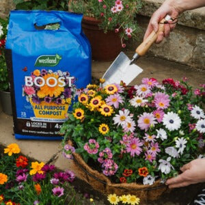 Boost All Purpose Compost planting up hanging basket