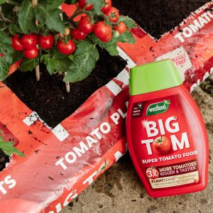 Westland Big Tom Peat Free Tomato Planter