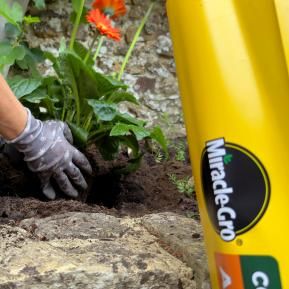 Miracle-Gro All Purpose Compost with plants