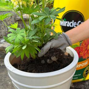 Miracle-Gro All Purpose Compost in use