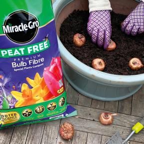Bulbs being planted in Bulb Fibre