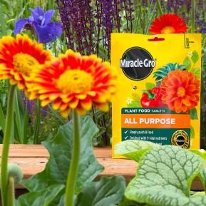 Miracle-Gro Plant Food Tablets being pushed into soil