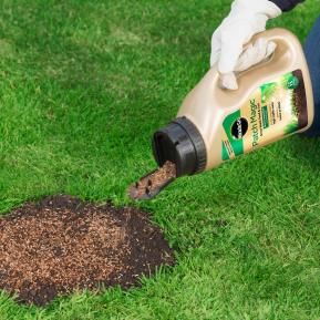 Patch Magic grass seed close up