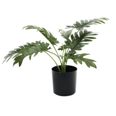 Plant house philo 40cm potted