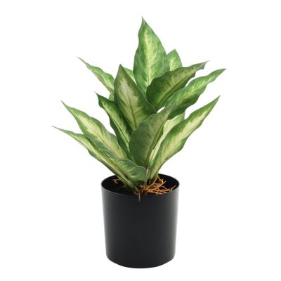 Plant House Dieffenbachia 20cm potted Green