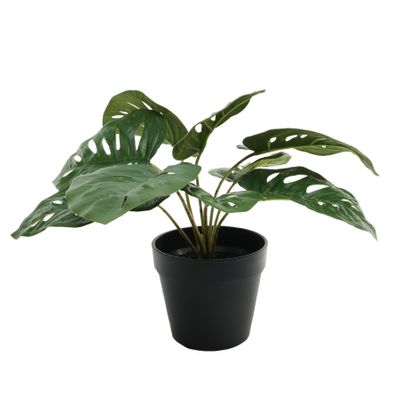 Plant House Monstera 30cm potted