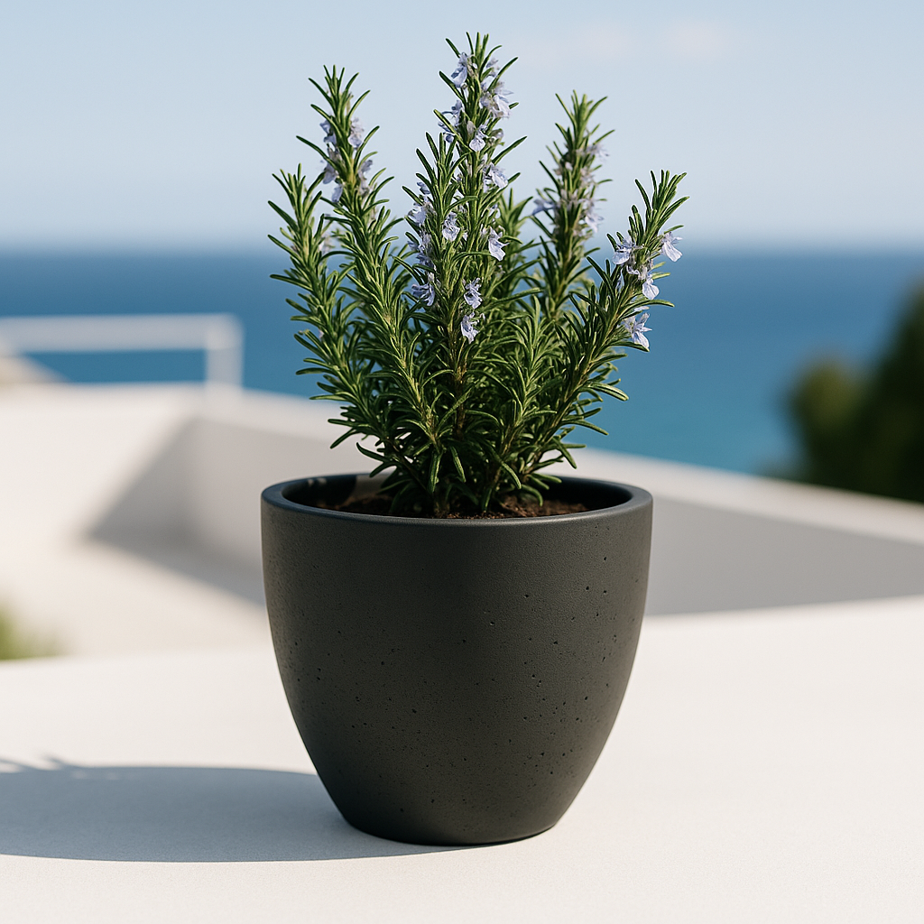 Hortus Classic Cemento Planter lifestyle - concrete planter with Mediterranean plants on contemporary Mediterranean terrace