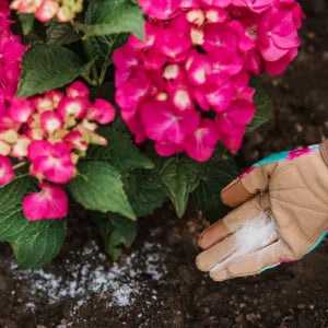 Hydrangea Colourant in soil