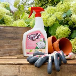 FungusClear Ultra 2 in use on roses
