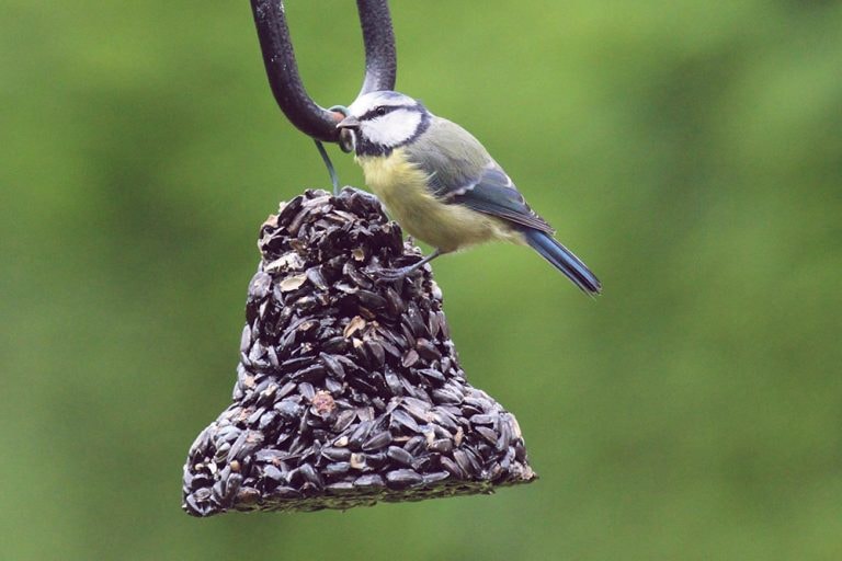 HB Seed Bell