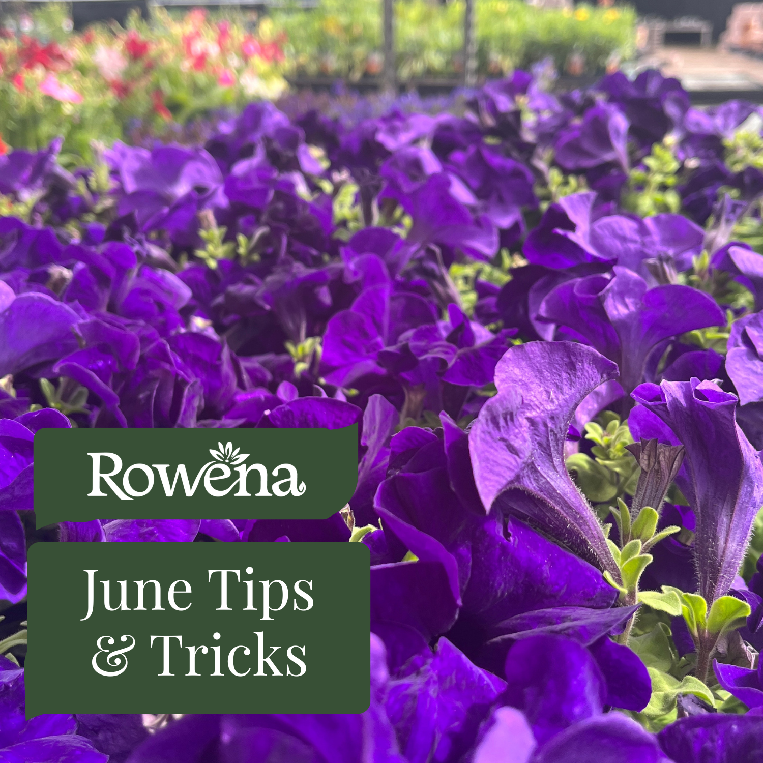 June Gardening Tips from Rowena Garden Centre!