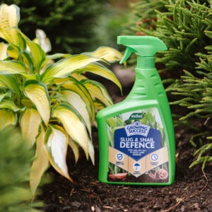 Growing Success Slug Spray next to hosta