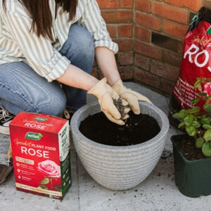 Rose Specialist Granules being applied into pot of soil