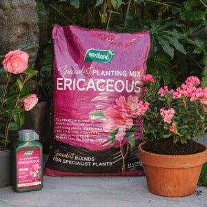 Westland Ericaceous compost next to pot and liquid feed