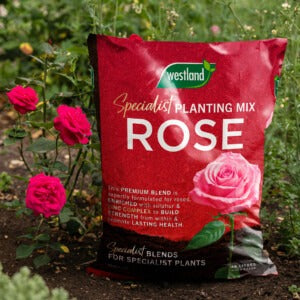 Westland Rose Specialist Planting Mix next to rose