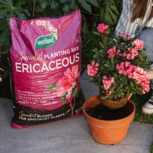 Westland Ericaceous compost next to pot