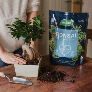 Westland Bonsai Potting Mix person potting up bonsai