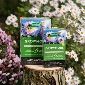 Westland Growmore on tree trunk