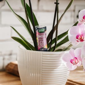 Orchid Droplet Feeder in pot