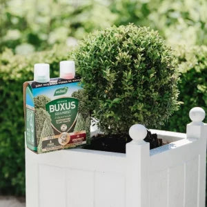 Buxus 2 in 1 Feed and Protect next to buxus