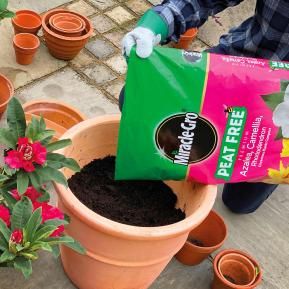 Ericaceous Compost with rhododendron plant