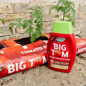 Big Tom Tomato Planter and Tomato Food lifestyle