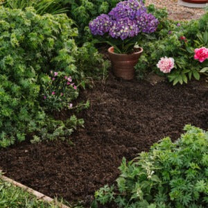 Organic Gold mulch in border