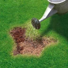 Patch Magic applied to lawn patch