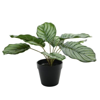 Plant House Calathea 30cm potted