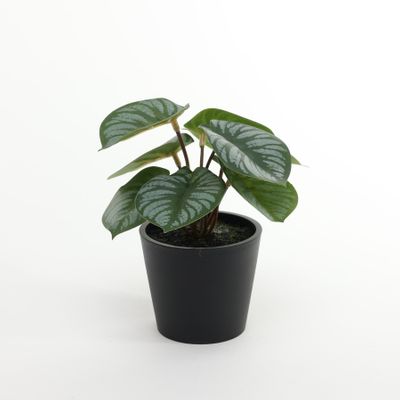 Plant house Calathea 13cm potted