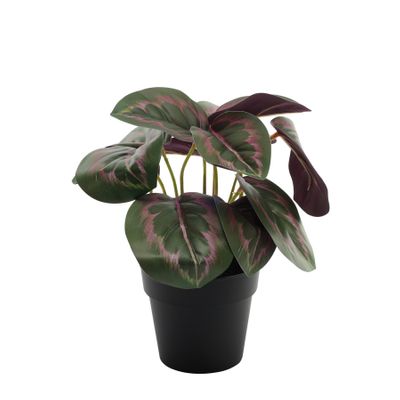 Plant house Calathea 22cm potted