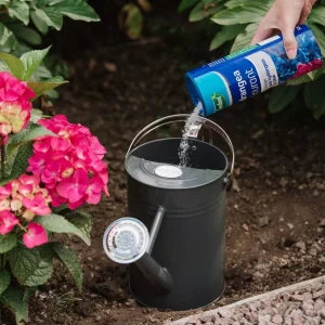 Hydrangea Colourant applied with watering can