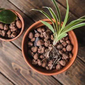 Hydroleca clay granules in pot