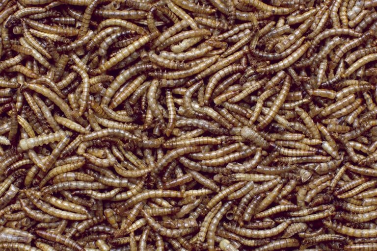 HB Mealworm 500g Booster