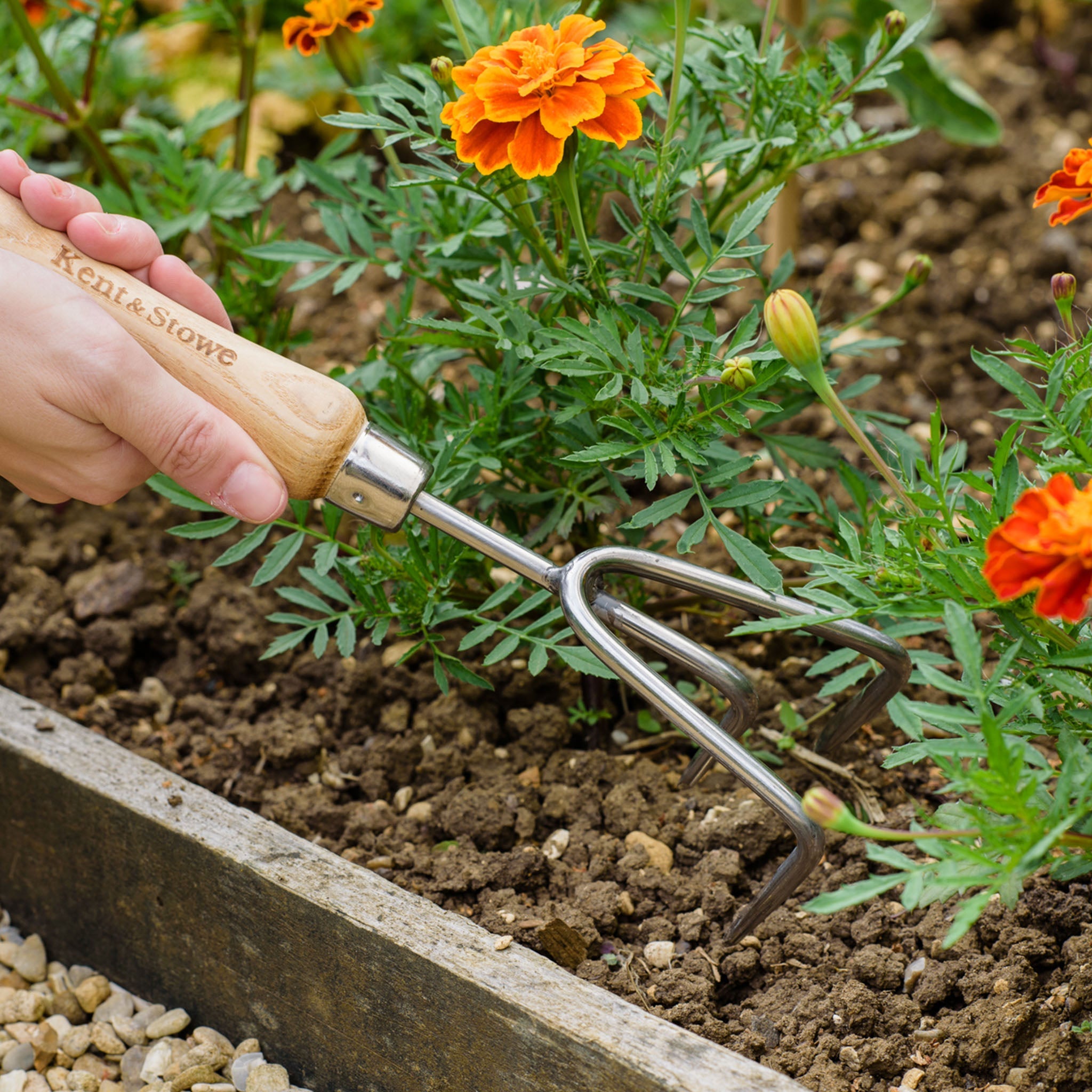 Kent & Stowe Stainless Steel Hand 3 Prong Cultivator in use