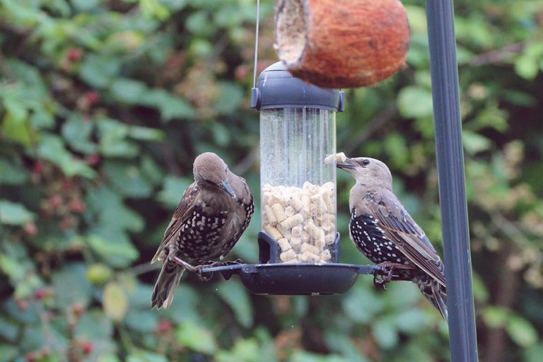 HB Suet Bites Berry 1Kg