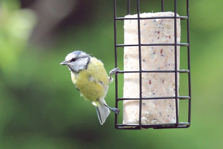 HB Suet Peanut & Mealworm Roll
